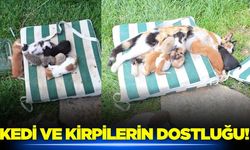 Kedi ve kirpilerin kardeşliği görenleri tebessüm ettirdi!