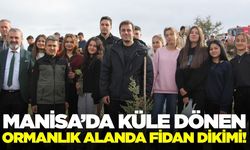 Manisa'daki yangında zarar gören alan, yeniden yeşillendirildi