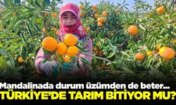 Mandalinanın tarlada fiyatı 3 TL'ye kadar geriledi