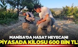 Manisa'da hasat heyecanı!