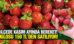 Manisa'da üreticinin yüzü gülüyor: Kilosu 150 TL'den satılıyor!