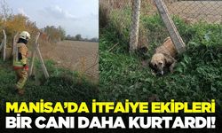 Manisa’da Teller Arasına Sıkışan Köpeği İtfaiye Kurtardı