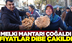 Melki mantarı bolluğu fiyatları düşürdü