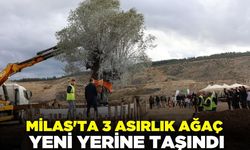Milas'ta 3 asırlık ağaç yeni yerine taşındı!