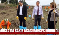 Muğla'da sakız ağacı bahçesi kuruldu