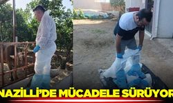 Ege'de şap hastalığıyla mücadele sürüyor