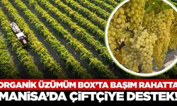 Manisa'da organik üzüm yetiştiriciliğine destek