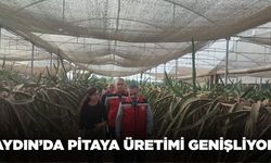 Aydın'da pitaya üretimi