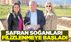 Honaz'da safran soğanları filizlenmeye başladı!