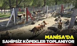 Manisa'da sahipsiz köpekler toplanıyor