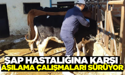Aydın'da aşılama çalışmaları devam ediyor