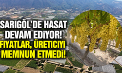 Sarıgöl üzüm bağlarında hasat devam ediyor!