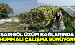 Sarıgöl üzüm bağlarında örtü toplama mesaisi sürüyor!