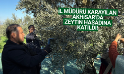 Akhisar'da zeytin hasadı devam ediyor!