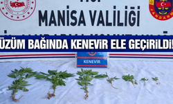 Salihli'de üzüm bağında 7 kök kenevir ele geçirildi