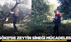 Aydın'da zeytin sineği mücadelesi