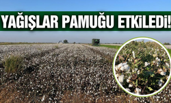 Yağışlar pamukta kaliteyi ve fiyatı düşürdü