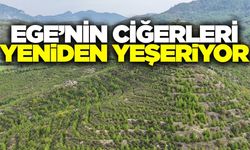 Yanmış ormanlar 6 yıl sonra hayat buldu!