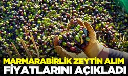 Marmarabirlik zeytin alım fiyatları duyurdu!