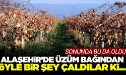Alaşehir'de üzüm bağında hırsızlık!