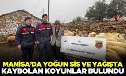 Alaşehir'de kaybolan 16 koyun bulundu!