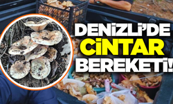 Denizli'de dağlar cintarla kaplandı!