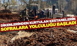 Buldan'da kestane hasadı yüzleri güldürdü