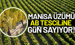 Manisa'nın Çekirdeksiz Sultaniye Üzümünde AB Tescili için geri sayım