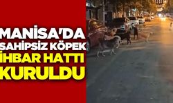 Manisa'da 7/24 sahipsiz köpek ihbar hattı kuruldu