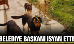 Manisa'da belediye başkanından sert açıklama: "Köpekler için uykumu bölmeyin!"