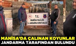 Salihli'de çalınan koyunlar ekipler tarafından bulundu!