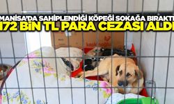 Manisa'da sahiplendiği köpekleri sokağa bırakan kişiye para cezası
