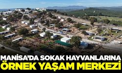 Manisa'da sokak hayvanlarının yaşam kalitesi artacak