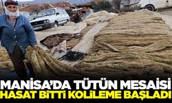 Manisa'da tütün mesaisi kolileme ile devam ediyor