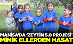 Manisa'da minik eller zeytin hasadı yaptı
