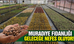 Muradiye Fidanlığı bu yıl 4 milyon 200 bin fidan üretti