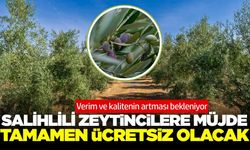 Salihli'de zeytincilere güzel haber!