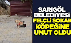 Sarıgöl'de felçli sokak köpeği yürüteçle hayata tutundu