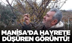 Sarıgöl'de şaşırtan görüntü: Erik ağacı çiçek açtı!