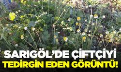 Sarıgöl’de "Yalancı Bahar" yaşanıyor!