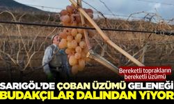 Sarıgöl'de 'çoban üzümü' geleneği bu yıl da devam ediyor