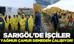 Sarıgöl'de üzüm mesaisi: 40-50 TL'lik ürünler Isparta yolunda