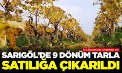 Sarıgöl'de mahkemeden satılık, üzüm bağı vasfında yaklaşık 9 dönüm tarla