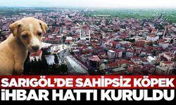 Sarıgöl'de sahipsiz köpekler için ihbar hattı kuruldu