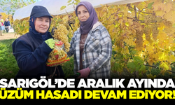 Sarıgöl'de üzüm hasadı sürüyor: Fiyatlar 30-35 TL bandında!