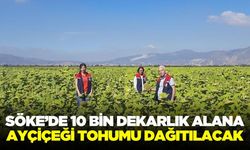Söke’de ayçiçeği tohumu dağıtılacak