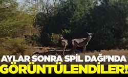 Kızıl geyikler, Spil Dağı’nda görüntülendi