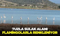Tuzla Sulak Alanı, kuşların yoğun ilgisine sahne oluyor
