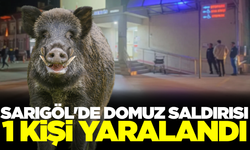 Sarıgöl'de domuz saldırısına uğrayan kişi yaralandı