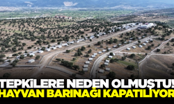 Manisa'da hayvanseverleri sevindiren haber!